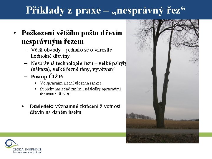 Příklady z praxe – „nesprávný řez“ • Poškození většího poštu dřevin nesprávným řezem –