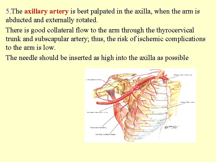 5. The axillary artery is best palpated in the axilla, when the arm is