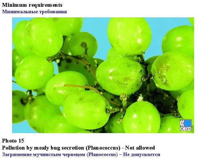 Minimum requirements Минимальные требования Photo 15 Pollution by mealy bug secretion (Planococcus) - Not