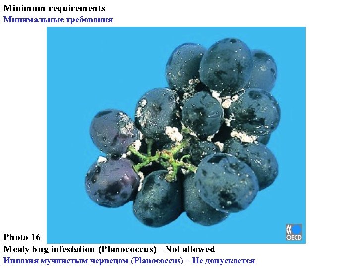 Minimum requirements Минимальные требования Photo 16 Mealy bug infestation (Planococcus) - Not allowed Инвазия