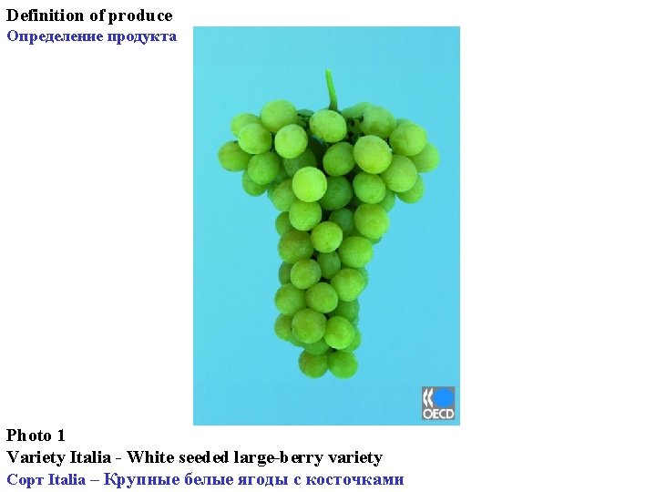 Definition of produce Определение продукта Photo 1 Variety Italia - White seeded large-berry variety