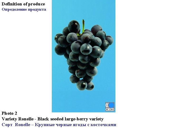 Definition of produce Определение продукта Photo 2 Variety Ronelle - Black seeded large-berry variety