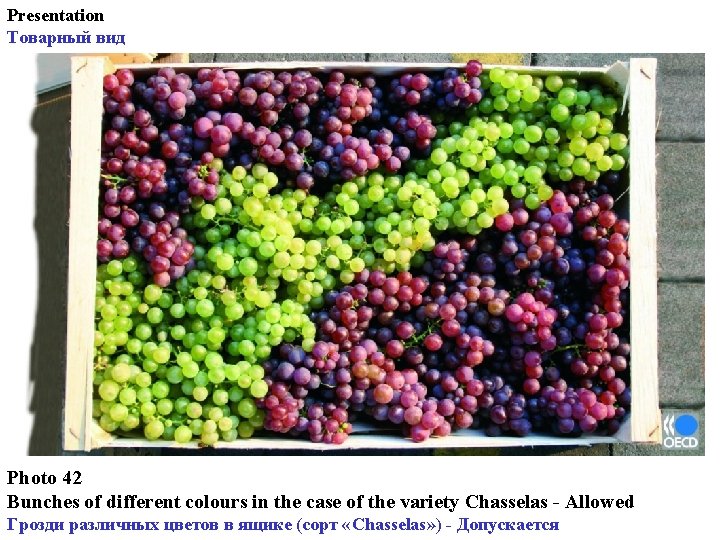 Presentation Товарный вид Photo 42 Bunches of different colours in the case of the