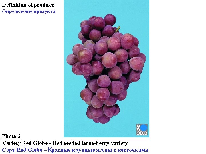 Definition of produce Определение продукта Photo 3 Variety Red Globe - Red seeded large-berry