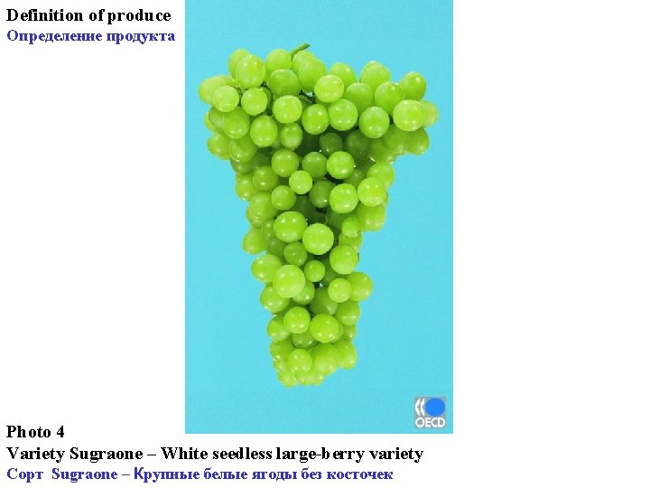 Definition of produce Определение продукта Photo 4 Variety Sugraone – White seedless large-berry variety