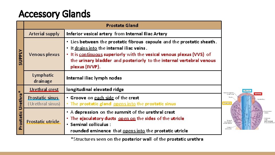 Accessory Glands Prostatic Urethra* SUPPLY Prostate Gland Arterial supply Inferior vesical artery from Internal