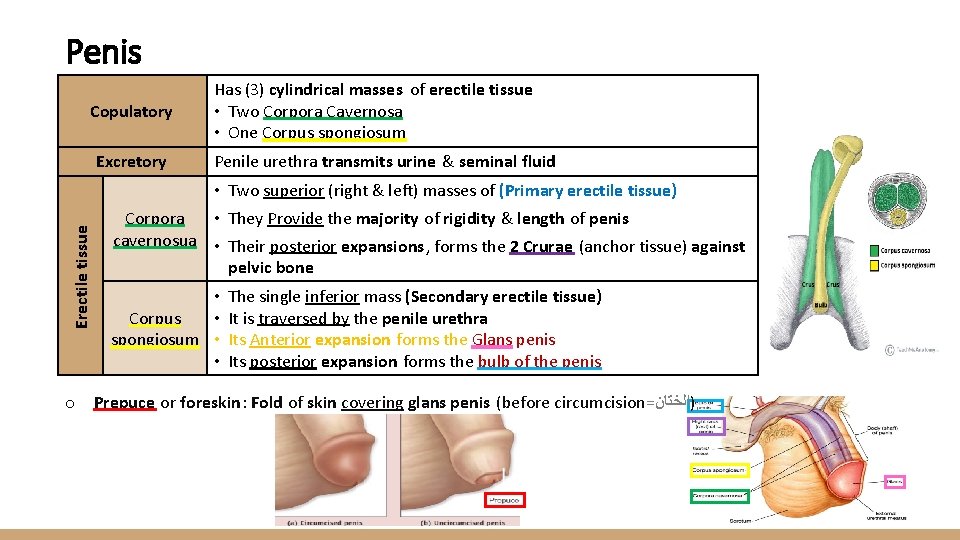 Penis Copulatory Erectile tissue Excretory Has (3) cylindrical masses of erectile tissue • Two
