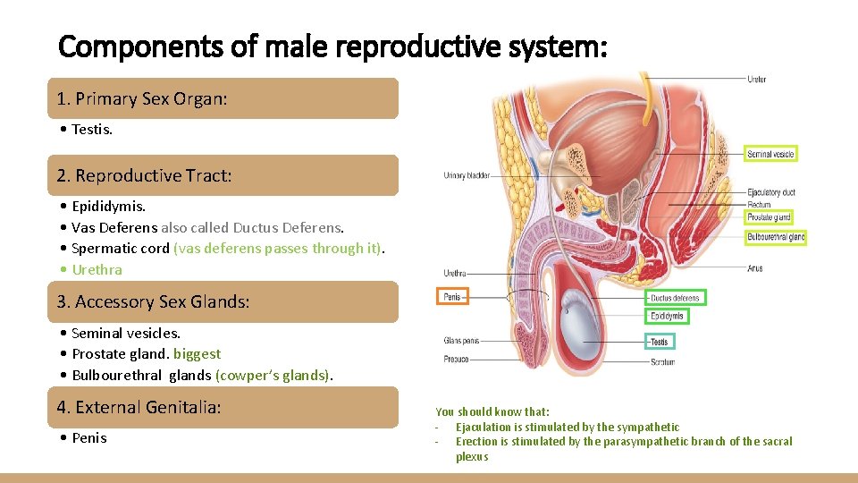 Components of male reproductive system: 1. Primary Sex Organ: • Testis. 2. Reproductive Tract: