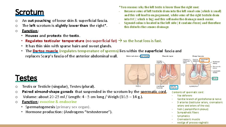 Scrotum *Two reasons why the left testis is lower than the right one: -