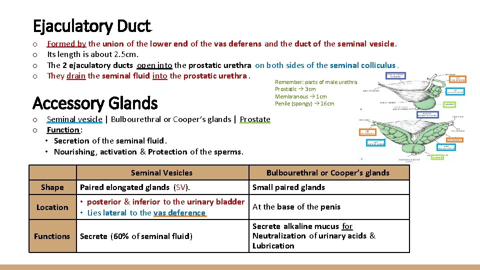 Ejaculatory Duct o o Formed by the union of the lower end of the