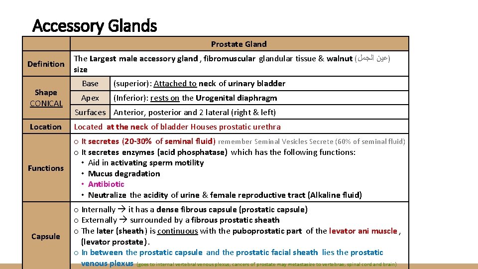 Accessory Glands Prostate Gland Definition Shape CONICAL The Largest male accessory gland , fibromuscular