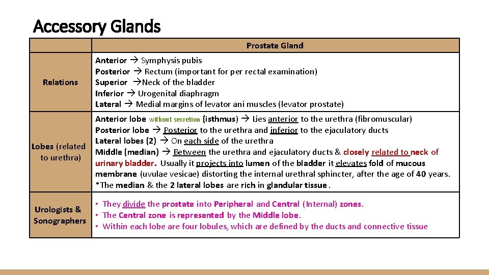 Accessory Glands Prostate Gland Relations Lobes (related to urethra) Anterior Symphysis pubis Posterior Rectum