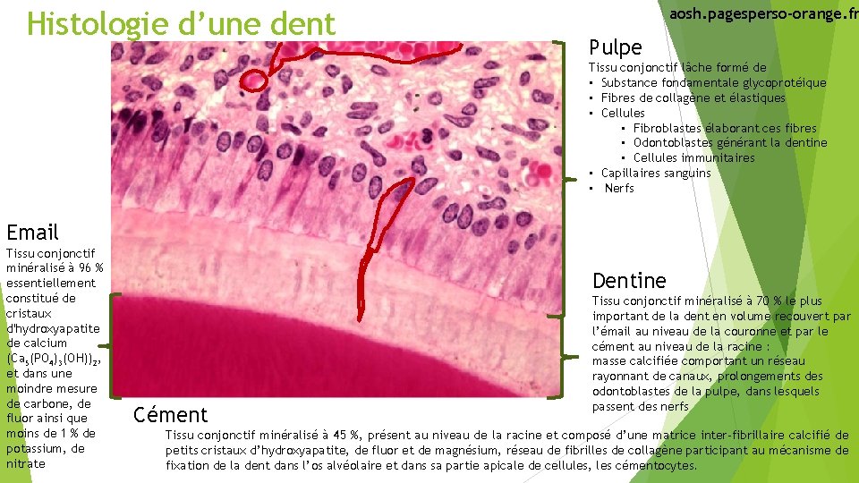 Histologie d’une dent aosh. pagesperso-orange. fr Pulpe Tissu conjonctif lâche formé de • Substance