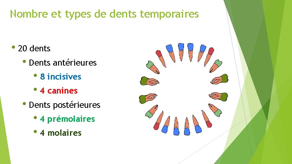 Nombre et types de dents temporaires • 20 dents • Dents antérieures • 8