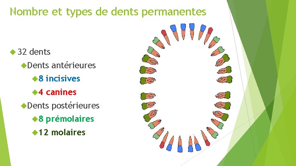 Nombre et types de dents permanentes 32 dents Dents antérieures 8 incisives 4 canines