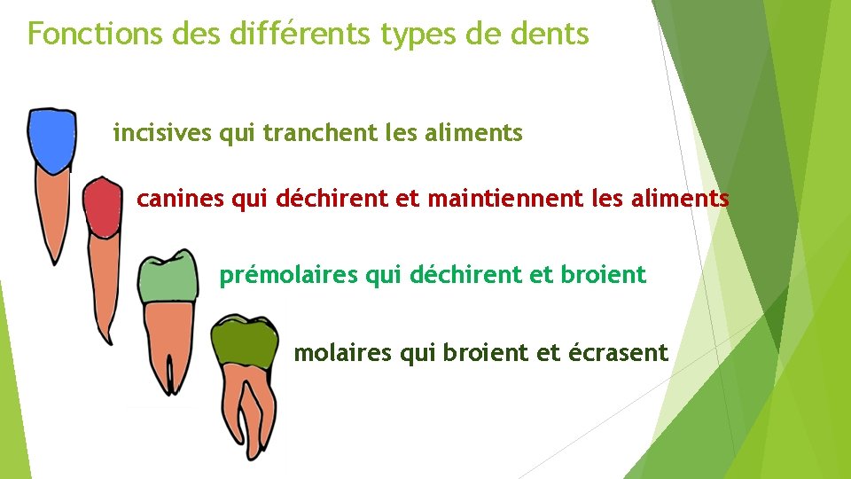 Fonctions des différents types de dents incisives qui tranchent les aliments canines qui déchirent