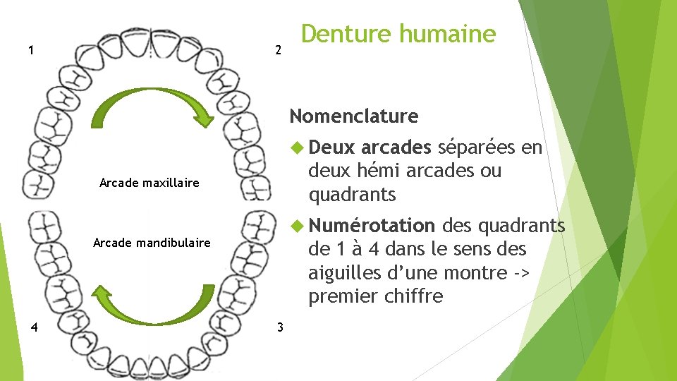 1 2 Denture humaine Nomenclature Deux arcades séparées en deux hémi arcades ou quadrants