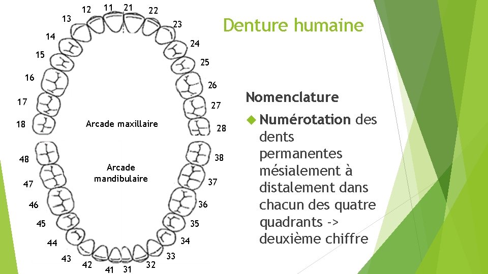 13 12 11 21 22 Denture humaine 23 14 24 15 25 16 26