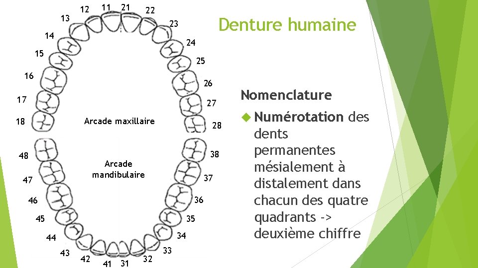 13 12 11 21 22 Denture humaine 23 14 24 15 25 16 26