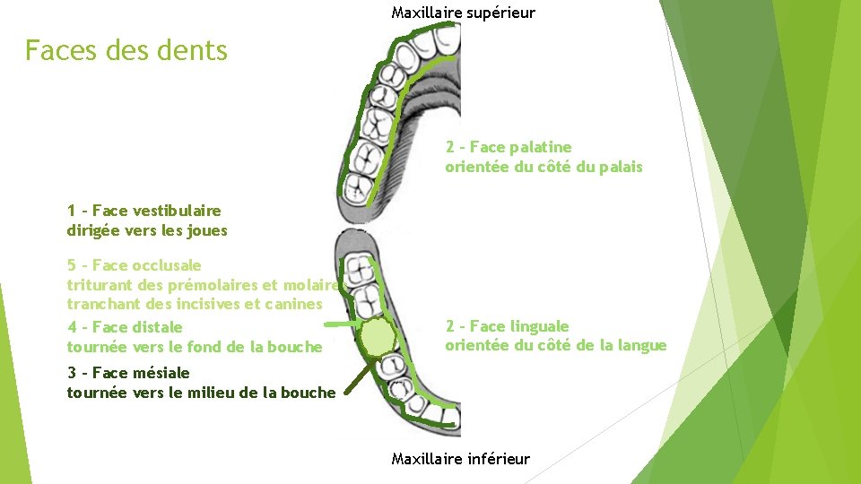 Maxillaire supérieur Faces dents 2 - Face palatine orientée du côté du palais 1