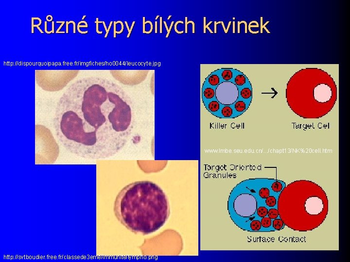 Různé typy bílých krvinek http: //dispourquoipapa. free. fr/imgfiches/ho 0044/leucocyte. jpg www. lmbe. seu. edu.