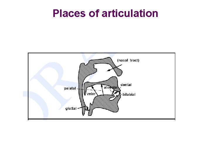 Places of articulation 