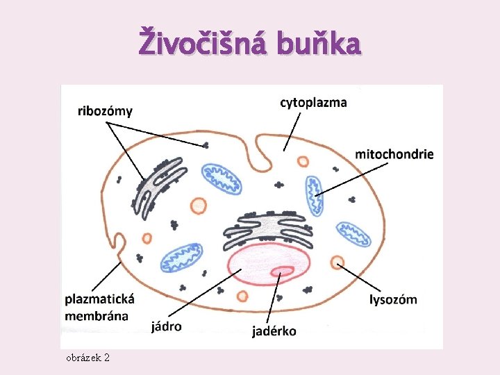 Živočišná buňka obrázek 2 