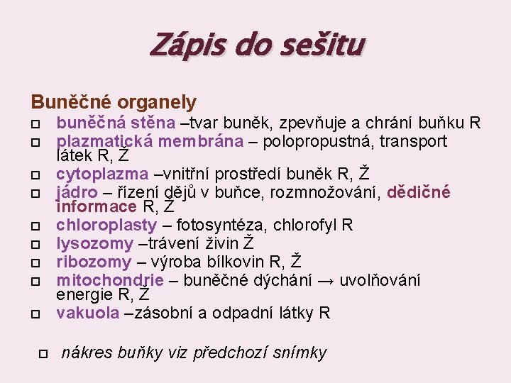 Zápis do sešitu Buněčné organely buněčná stěna –tvar buněk, zpevňuje a chrání buňku R