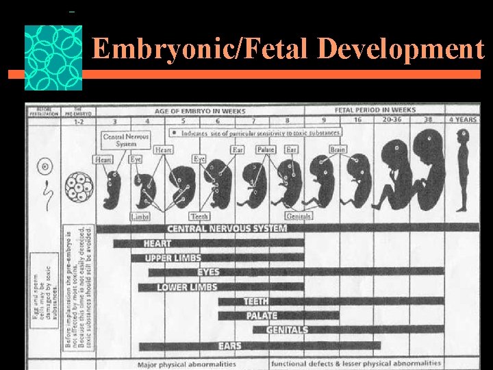 Embryonic/Fetal Development 