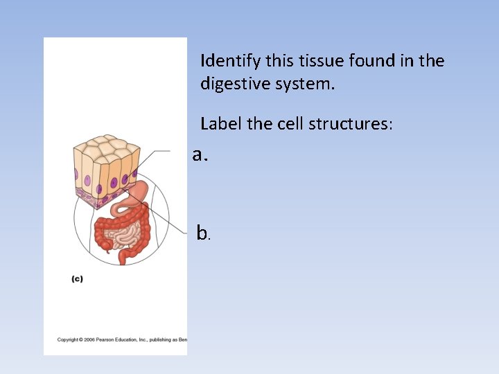 Identify this tissue found in the digestive system. Label the cell structures: a. b. Identify this tissue found in the digestive system. Label the cell structures: a. b.