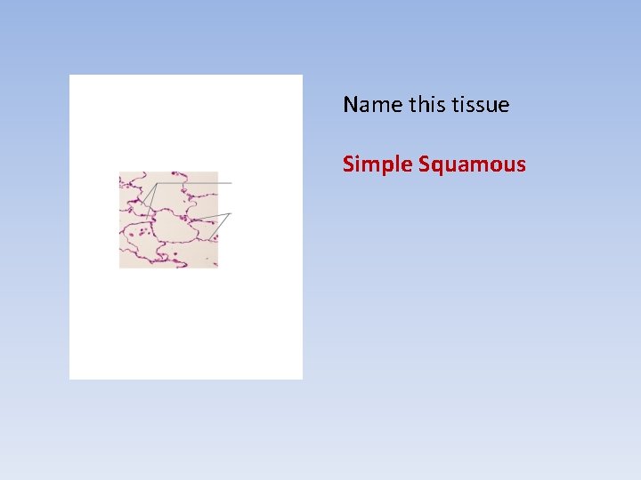 Name this tissue Simple Squamous 