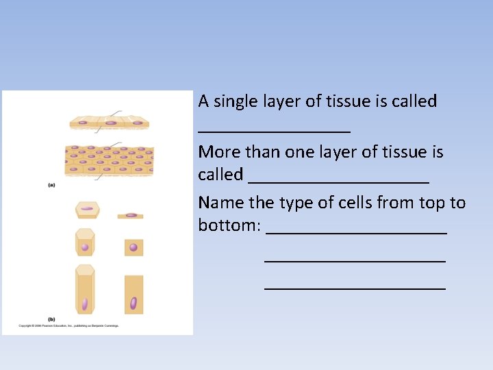 A single layer of tissue is called ________ More than one layer of tissue