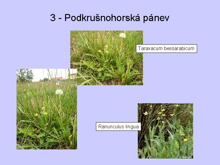 3 - Podkrušnohorská pánev Taraxacum bessarabicum Ranunculus lingua 