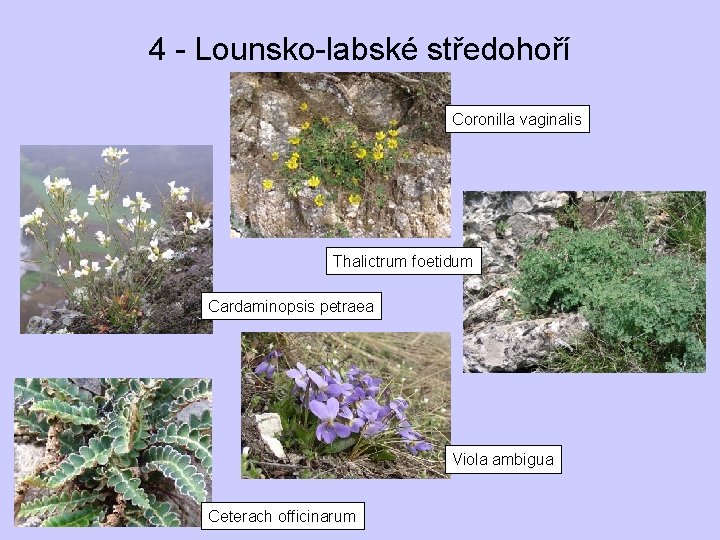 4 - Lounsko-labské středohoří Coronilla vaginalis Thalictrum foetidum Cardaminopsis petraea Viola ambigua Ceterach officinarum