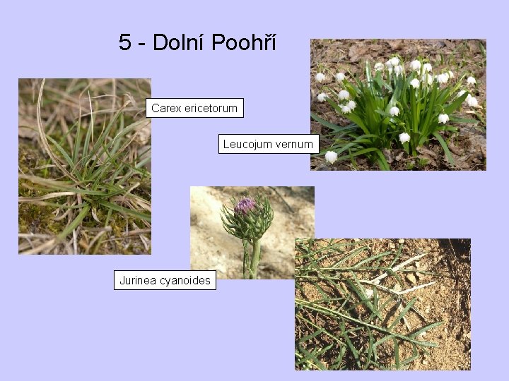 5 - Dolní Poohří Carex ericetorum Leucojum vernum Jurinea cyanoides 