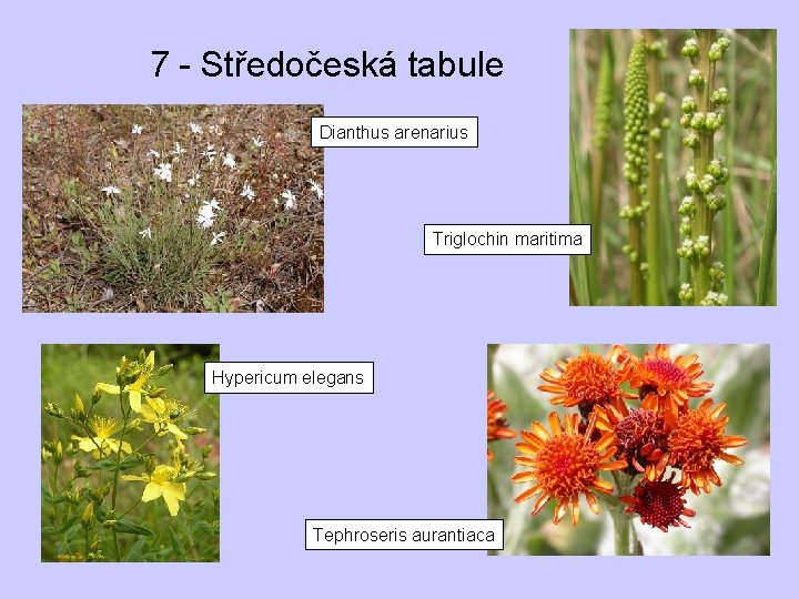 7 - Středočeská tabule Dianthus arenarius Triglochin maritima Hypericum elegans Tephroseris aurantiaca 