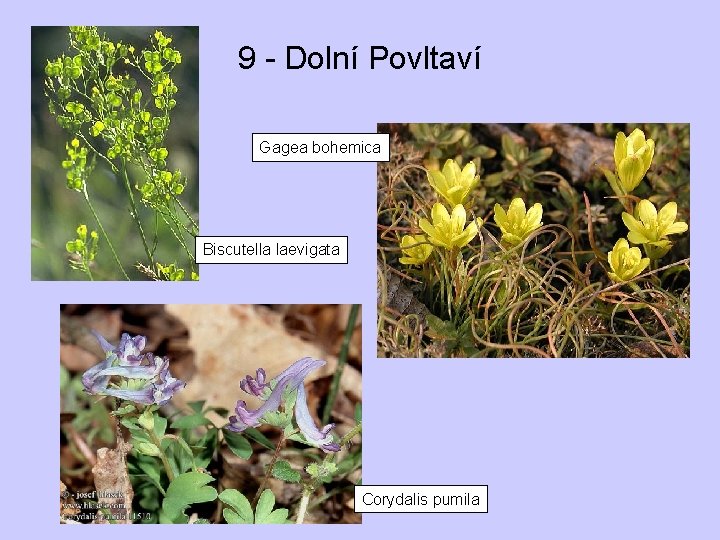 9 - Dolní Povltaví Gagea bohemica Biscutella laevigata Corydalis pumila 