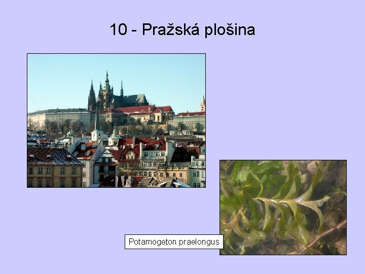 10 - Pražská plošina Potamogeton praelongus 