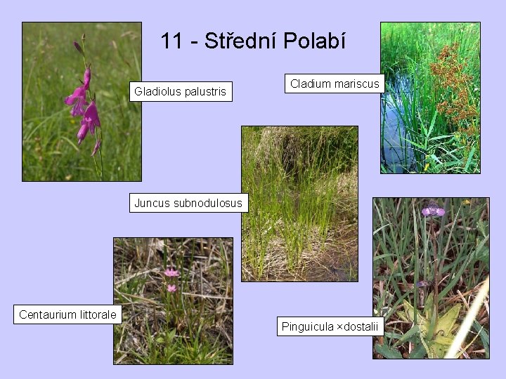 11 - Střední Polabí Gladiolus palustris Cladium mariscus Juncus subnodulosus Centaurium littorale Pinguicula ×dostalii