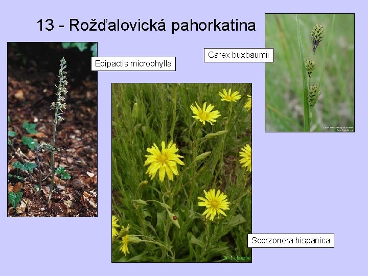 13 - Rožďalovická pahorkatina Epipactis microphylla Carex buxbaumii Scorzonera hispanica 