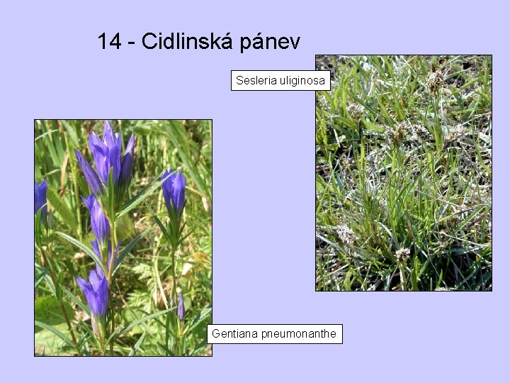 14 - Cidlinská pánev Sesleria uliginosa Gentiana pneumonanthe 