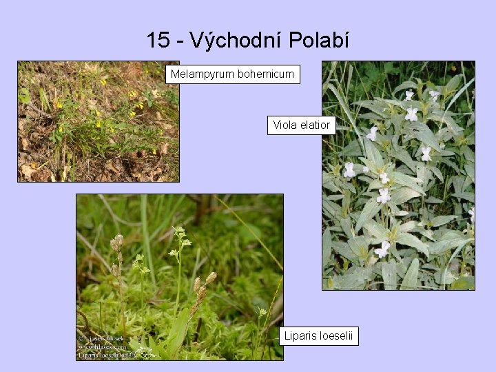 15 - Východní Polabí Melampyrum bohemicum Viola elatior Liparis loeselii 