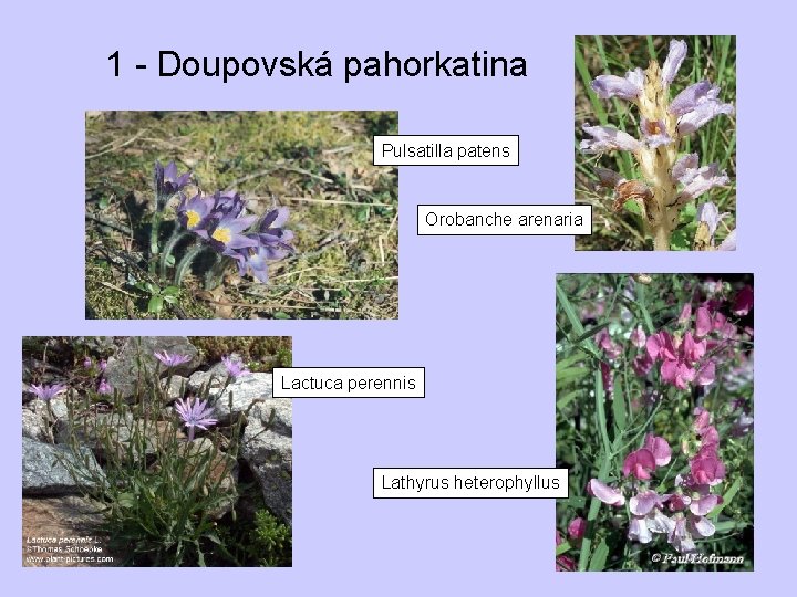 1 - Doupovská pahorkatina Pulsatilla patens Orobanche arenaria Lactuca perennis Lathyrus heterophyllus 