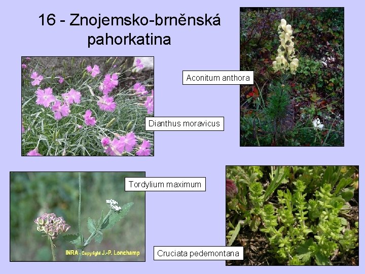 16 - Znojemsko-brněnská pahorkatina Aconitum anthora Dianthus moravicus Tordylium maximum Cruciata pedemontana 