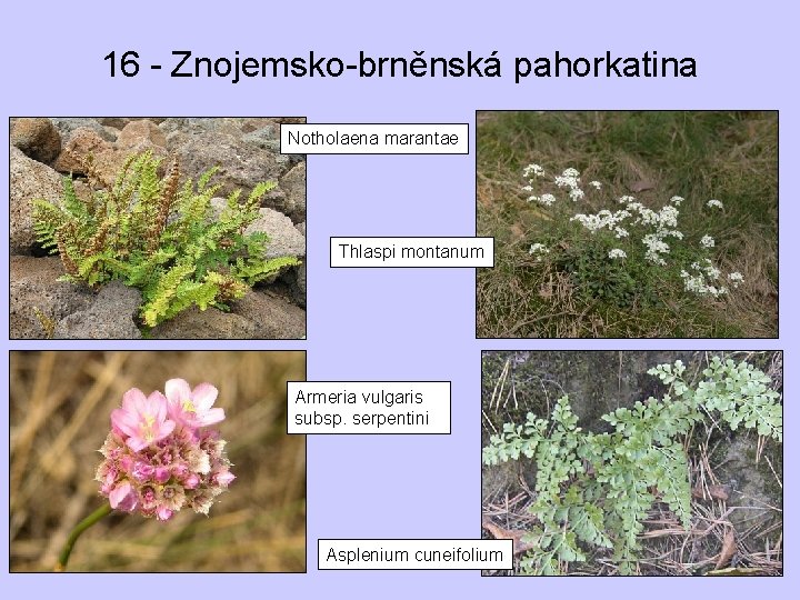 16 - Znojemsko-brněnská pahorkatina Notholaena marantae Thlaspi montanum Armeria vulgaris subsp. serpentini Asplenium cuneifolium