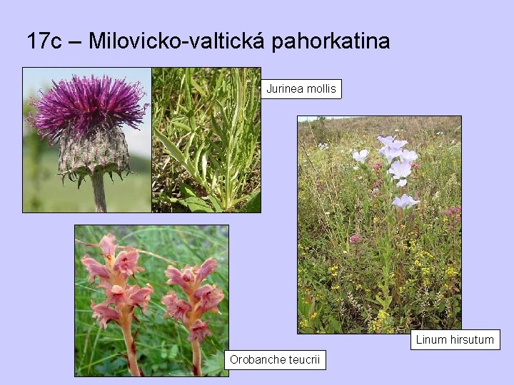 17 c – Milovicko-valtická pahorkatina Jurinea mollis Linum hirsutum Orobanche teucrii 