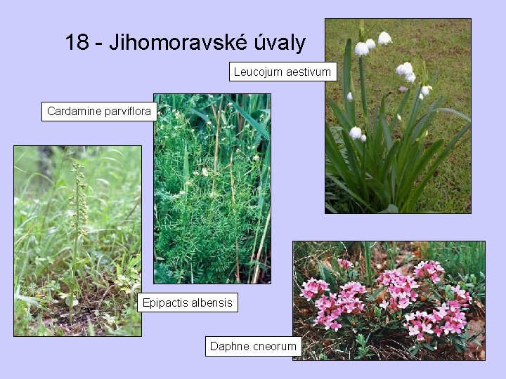 18 - Jihomoravské úvaly Leucojum aestivum Cardamine parviflora Epipactis albensis Daphne cneorum 