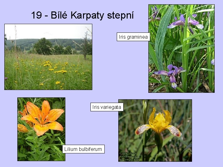 19 - Bílé Karpaty stepní Iris graminea Iris variegata Lilium bulbiferum 