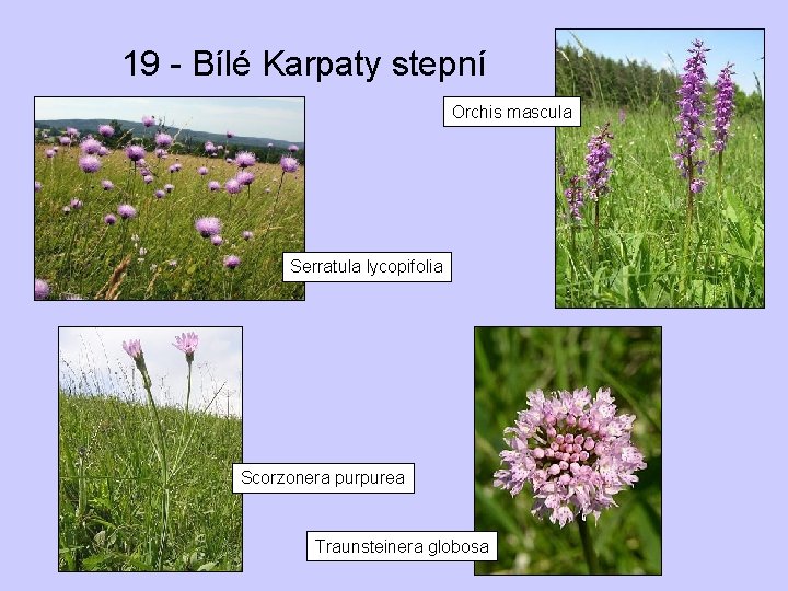 19 - Bílé Karpaty stepní Orchis mascula Serratula lycopifolia Scorzonera purpurea Traunsteinera globosa 