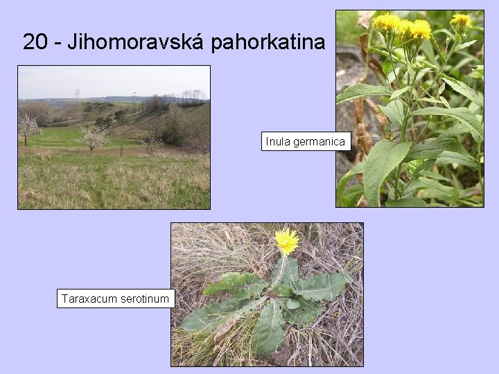 20 - Jihomoravská pahorkatina Inula germanica Taraxacum serotinum 
